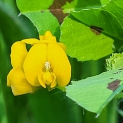 Medicago arabica (Spotted Burr Medic) at Banksia Street Wetland Corridor - 11 Oct 2023 by trevorpreston