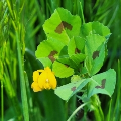 Medicago arabica at O'Connor, ACT - 11 Oct 2023 12:34 PM