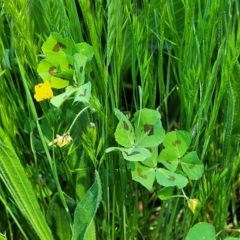 Medicago arabica at O'Connor, ACT - 11 Oct 2023