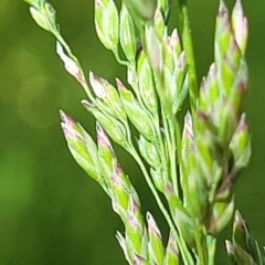 Lolium arundinaceum (Tall Fescue) at O'Connor, ACT - 11 Oct 2023 by trevorpreston