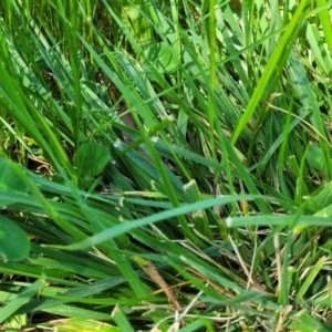 Festuca arundinacea at O'Connor, ACT - 11 Oct 2023