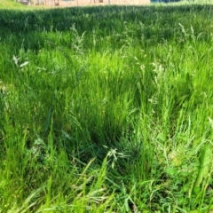 Festuca arundinacea at O'Connor, ACT - 11 Oct 2023