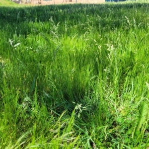 Festuca arundinacea at O'Connor, ACT - 11 Oct 2023