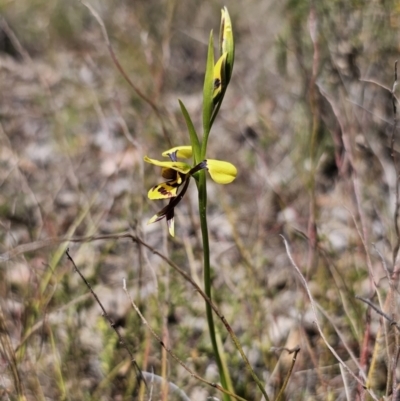 Diuris sulphurea (Tiger Orchid) at Carwoola, NSW - 11 Oct 2023 by Csteele4