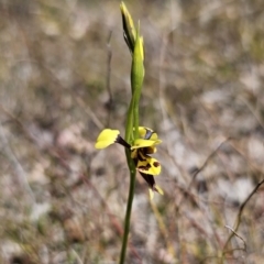 Diuris sulphurea at Carwoola, NSW - 11 Oct 2023