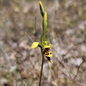 Diuris sulphurea at Carwoola, NSW - 11 Oct 2023