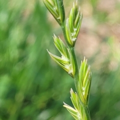 Lolium (genus) (Ryegrass) at O'Connor, ACT - 11 Oct 2023 by trevorpreston