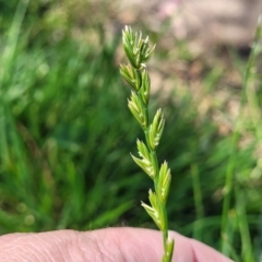 Lolium sp. at O'Connor, ACT - 11 Oct 2023