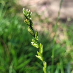 Lolium sp. at O'Connor, ACT - 11 Oct 2023