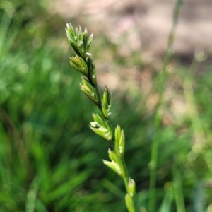 Lolium sp. at O'Connor, ACT - 11 Oct 2023