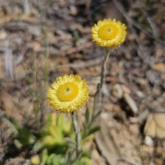 Coronidium scorpioides (Button Everlasting) at Cuumbeun Nature Reserve - 11 Oct 2023 by Csteele4