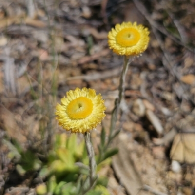 Coronidium scorpioides (Button Everlasting) at Cuumbeun Nature Reserve - 11 Oct 2023 by Csteele4