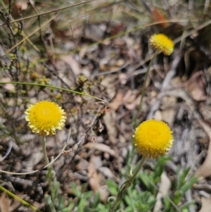 Coronidium scorpioides at Carwoola, NSW - 11 Oct 2023