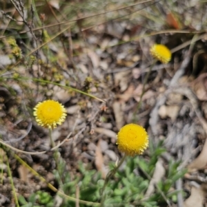 Coronidium scorpioides at Carwoola, NSW - 11 Oct 2023