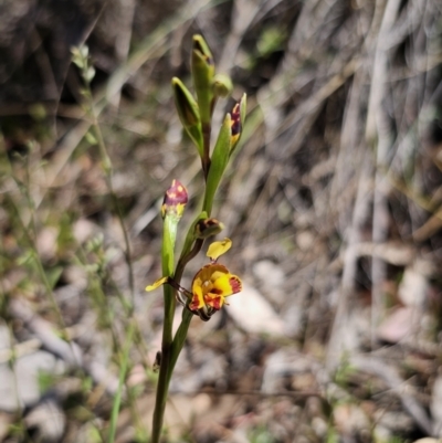 Diuris semilunulata (Late Leopard Orchid) at Cuumbeun Nature Reserve - 11 Oct 2023 by Csteele4