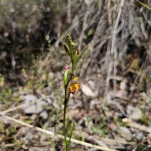 Diuris semilunulata at Carwoola, NSW - suppressed