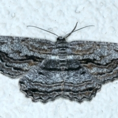 Scioglyptis chionomera (Grey Patch Bark Moth) at Ainslie, ACT - 30 Sep 2023 by jb2602