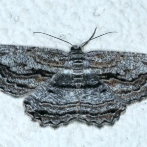 Scioglyptis chionomera at Ainslie, ACT - 1 Oct 2023