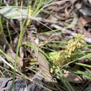 Lomandra filiformis subsp. coriacea at Wamboin, NSW - 8 Oct 2023