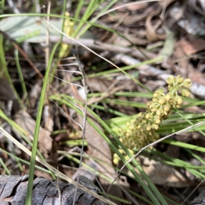 Lomandra filiformis subsp. coriacea (Wattle Matrush) at Wamboin, NSW - 8 Oct 2023 by Komidar