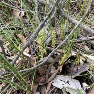 Lomandra filiformis subsp. coriacea at Wamboin, NSW - 8 Oct 2023
