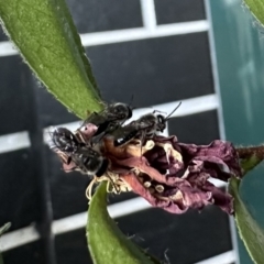 Leioproctus sp. (genus) (Plaster bee) at Sullivans Creek, Acton - 10 Oct 2023 by ajlandford