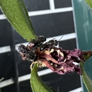 Leioproctus sp. (genus) at Acton, ACT - 10 Oct 2023