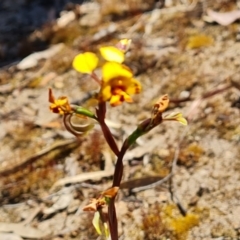 Diuris semilunulata (Late Leopard Orchid) at Farrer, ACT - 11 Oct 2023 by Mike