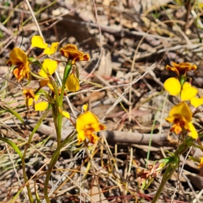 Diuris semilunulata (Late Leopard Orchid) at Tuggeranong, ACT - 11 Oct 2023 by Mike