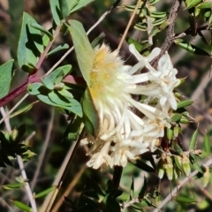 Pimelea linifolia subsp. linifolia (Queen of the Bush, Slender Rice-flower) at Farrer Ridge - 11 Oct 2023 by Mike