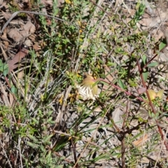 Pimelea linifolia subsp. linifolia at Tuggeranong, ACT - 11 Oct 2023