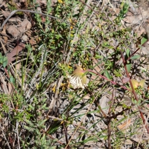 Pimelea linifolia subsp. linifolia at Tuggeranong, ACT - 11 Oct 2023 02:13 PM