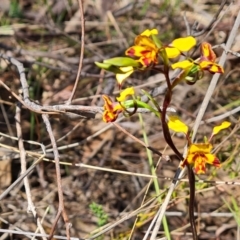 Diuris semilunulata (Late Leopard Orchid) at Tuggeranong, ACT - 11 Oct 2023 by Mike