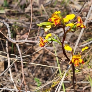 Diuris semilunulata at Tuggeranong, ACT - suppressed