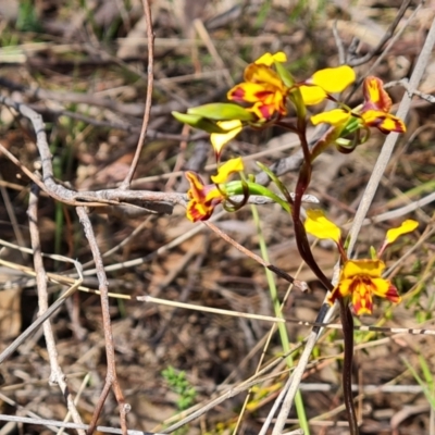 Diuris semilunulata (Late Leopard Orchid) at Tuggeranong, ACT - 11 Oct 2023 by Mike