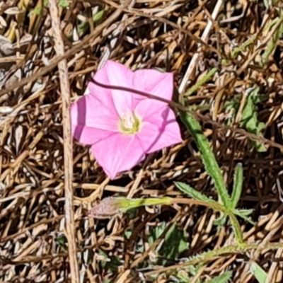 Convolvulus angustissimus subsp. angustissimus (Australian Bindweed) at Tuggeranong, ACT - 11 Oct 2023 by Mike