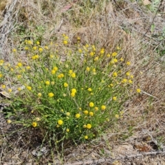 Calotis lappulacea (Yellow Burr Daisy) at Tuggeranong, ACT - 11 Oct 2023 by Mike