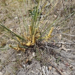 Lomandra multiflora at Tuggeranong, ACT - 11 Oct 2023 01:59 PM