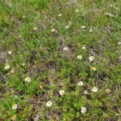 Calotis anthemoides (Chamomile Burr-daisy) at Tuggeranong, ACT - 11 Oct 2023 by Mike