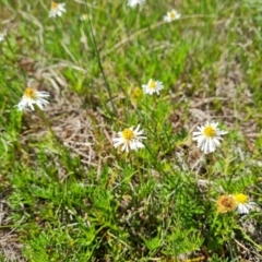 Calotis anthemoides at Tuggeranong, ACT - 11 Oct 2023