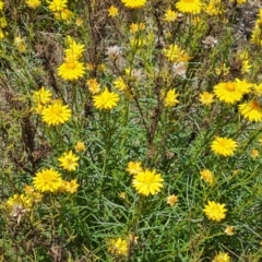 Xerochrysum viscosum (Sticky Everlasting) at Tuggeranong, ACT - 11 Oct 2023 by Mike
