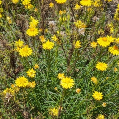 Xerochrysum viscosum (Sticky Everlasting) at Tuggeranong, ACT - 11 Oct 2023 by Mike