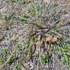 Lomandra multiflora at Tuggeranong, ACT - 11 Oct 2023 01:40 PM