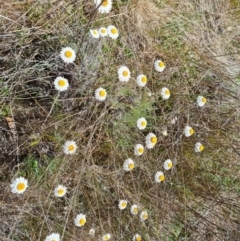 Leucochrysum albicans subsp. tricolor (Hoary Sunray) at Farrer Ridge - 11 Oct 2023 by Mike