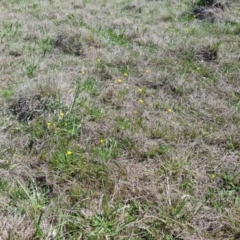 Craspedia variabilis (Common Billy Buttons) at Farrer Ridge - 11 Oct 2023 by Mike