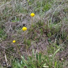 Craspedia variabilis at Tuggeranong, ACT - 11 Oct 2023