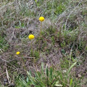 Craspedia variabilis at Tuggeranong, ACT - 11 Oct 2023