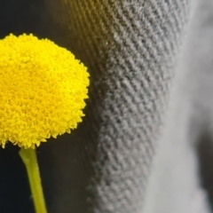 Craspedia variabilis at Tuggeranong, ACT - 11 Oct 2023