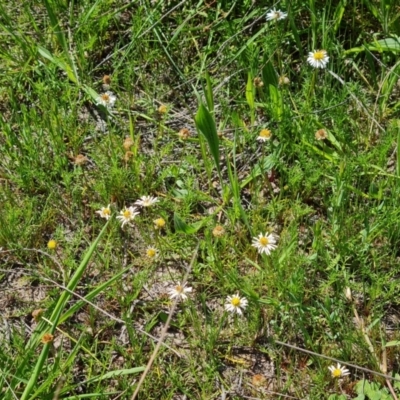 Calotis anthemoides (Chamomile Burr-daisy) at Farrer Ridge - 11 Oct 2023 by Mike