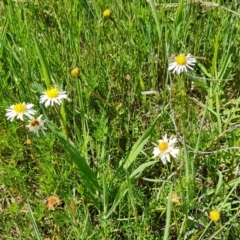 Calotis anthemoides at Tuggeranong, ACT - 11 Oct 2023